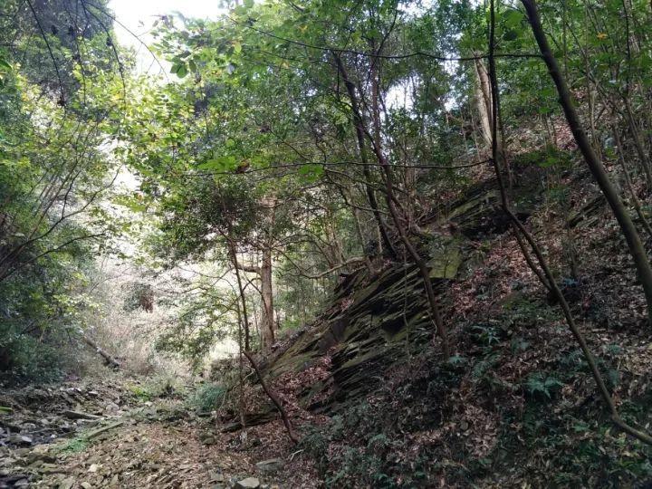 救援大嘴鸟